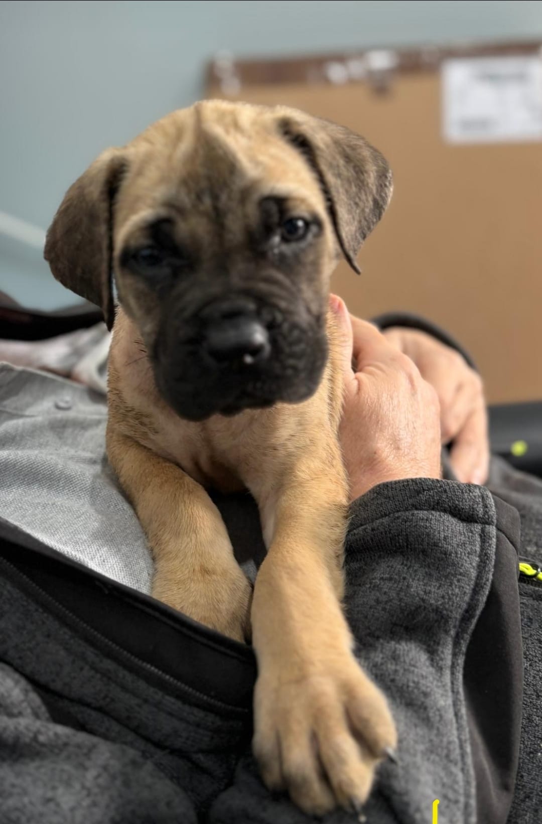 Fawn Mastiff puppy being cuddled