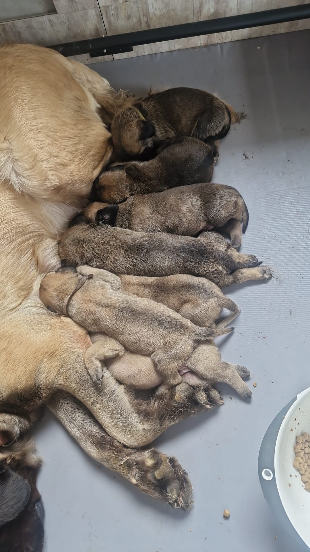 Newborn Mastiff puppies nursing beside their mother