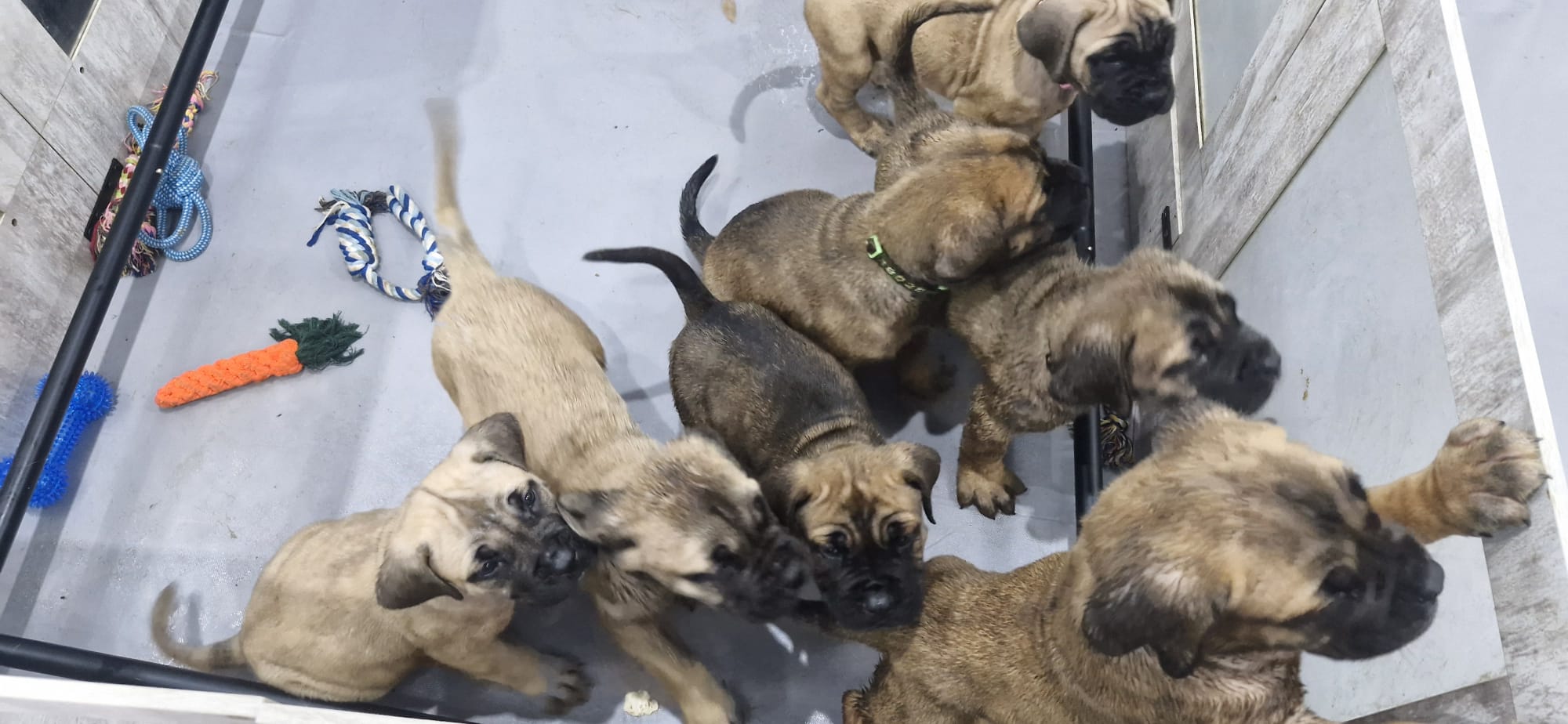 Mastiff puppies awake and playing with toys in the pen