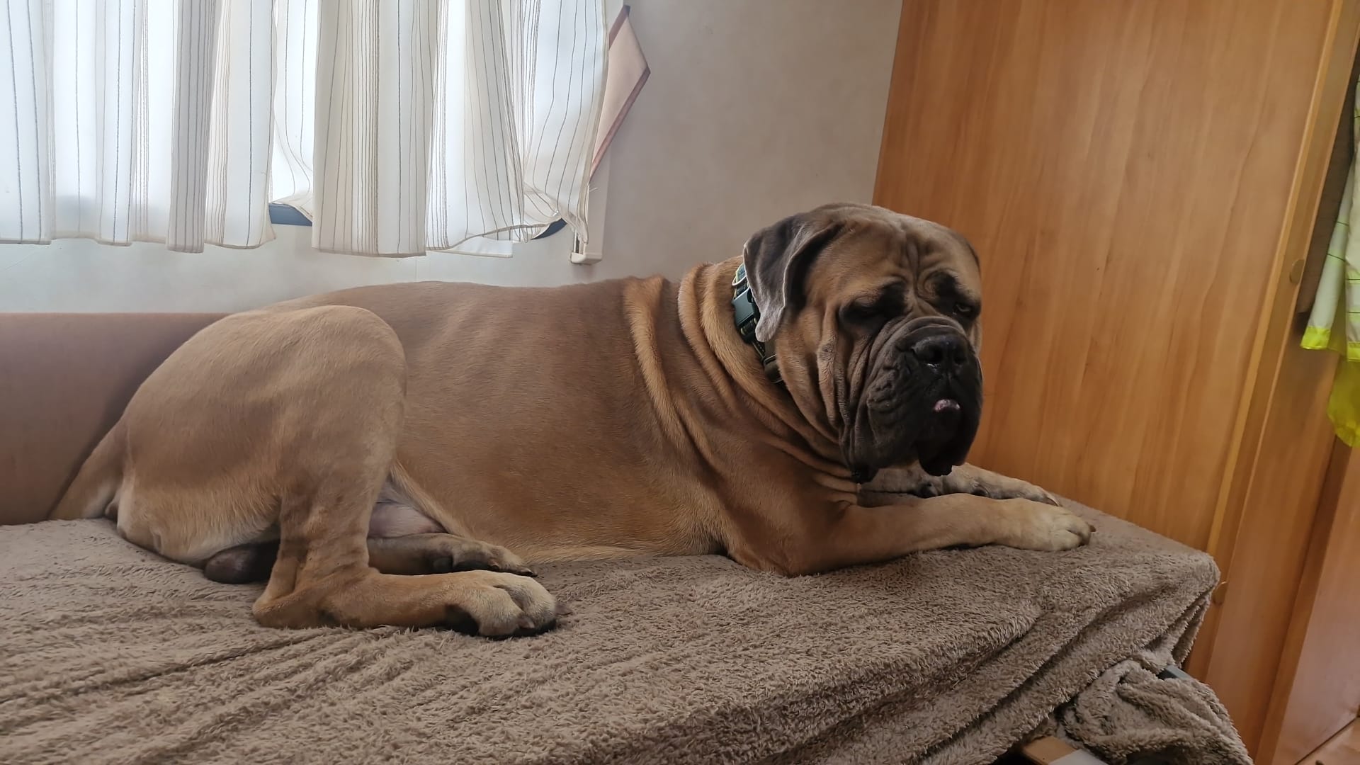 A large fawn Mastiff resting on a blanket indoors