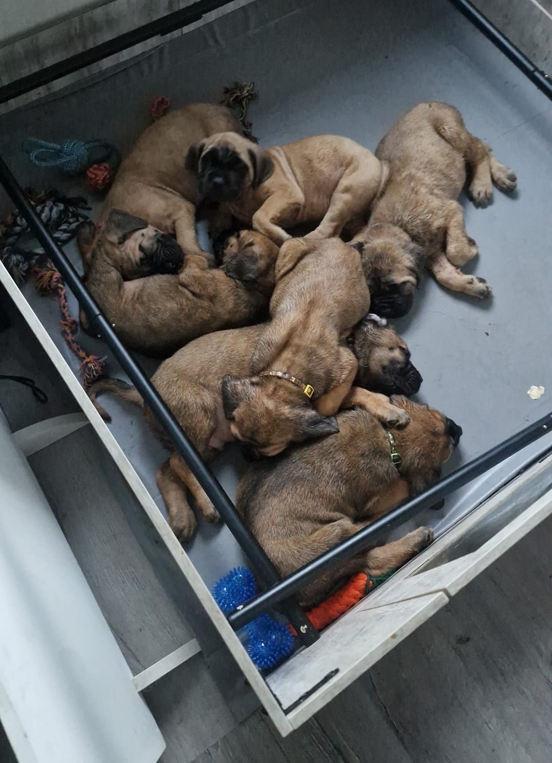 Litter of Mastiff puppies sleeping in the whelping pen
