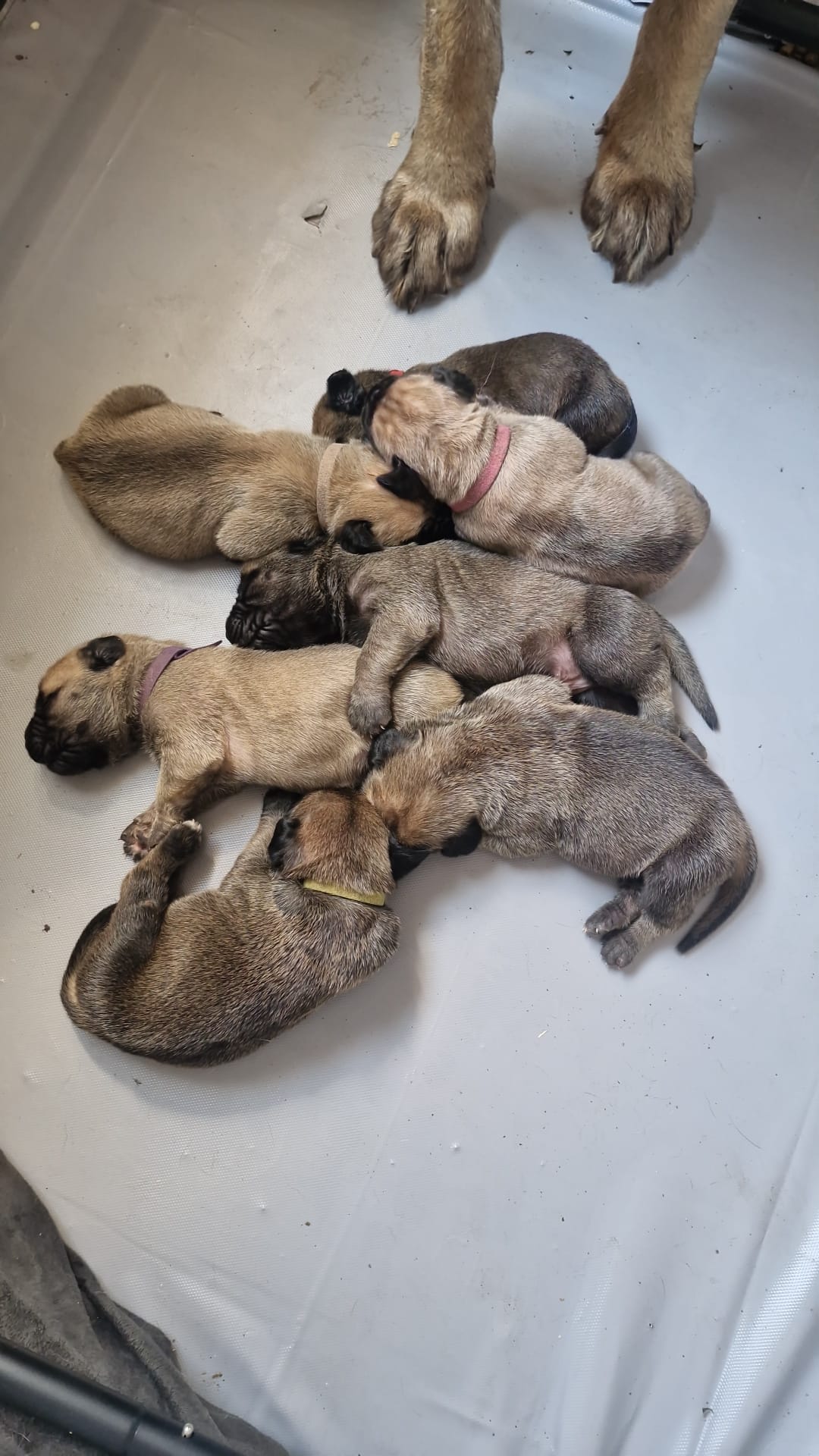 Newborn Mastiff puppies curled up together